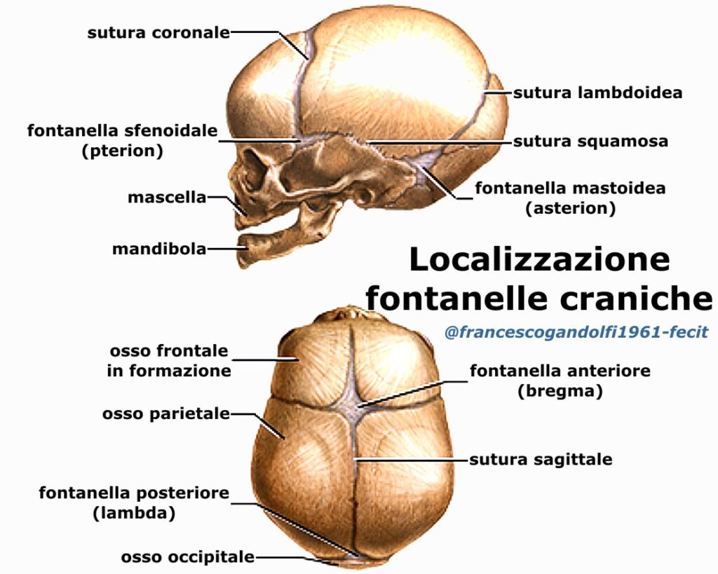 Fontanella KINESIOPATIA