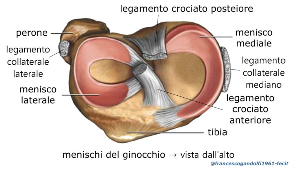 Menisco KINESIOPATIA Menisco KINESIOPATIA